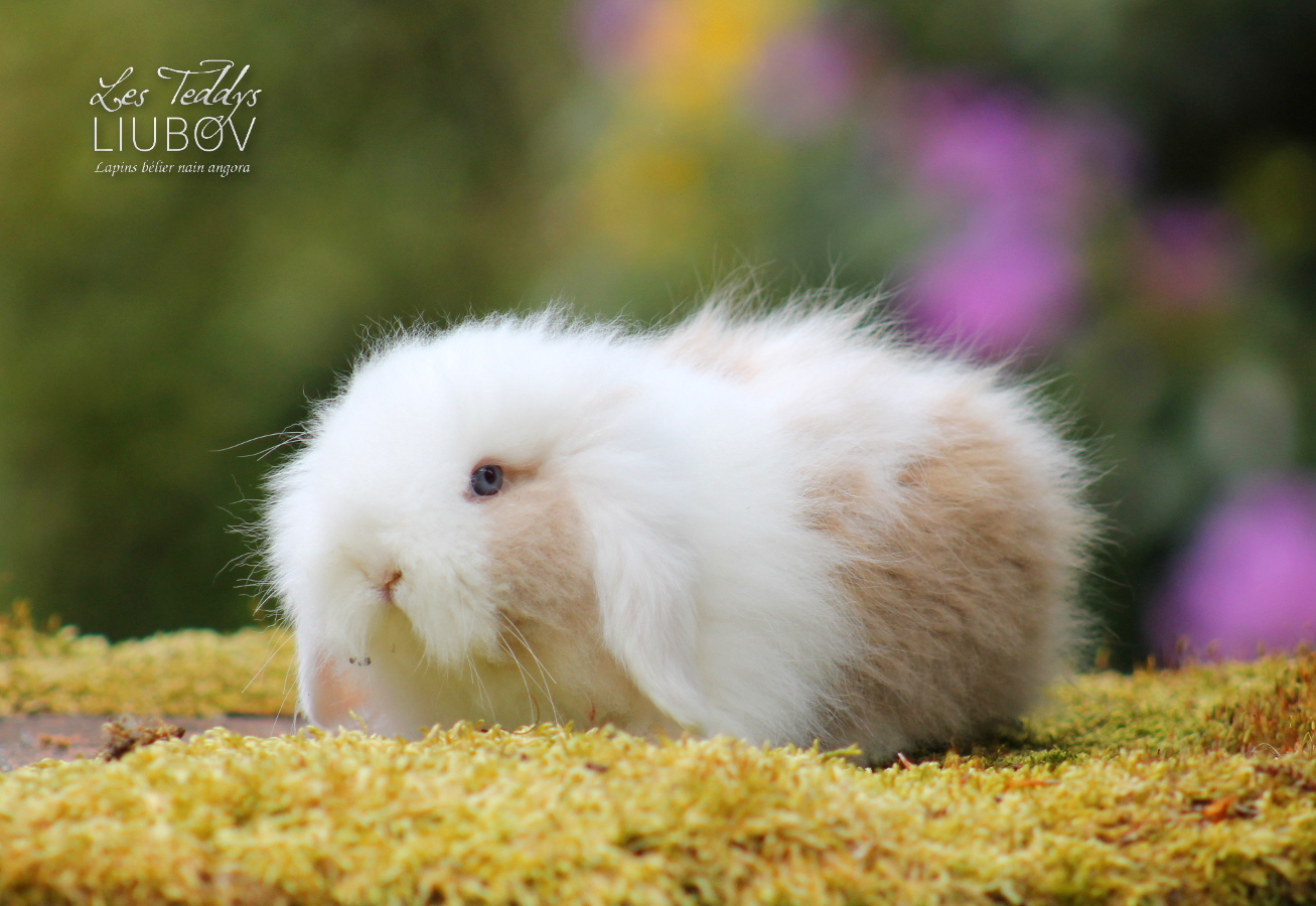 Genetique Des Couleurs Chez Les Lapins