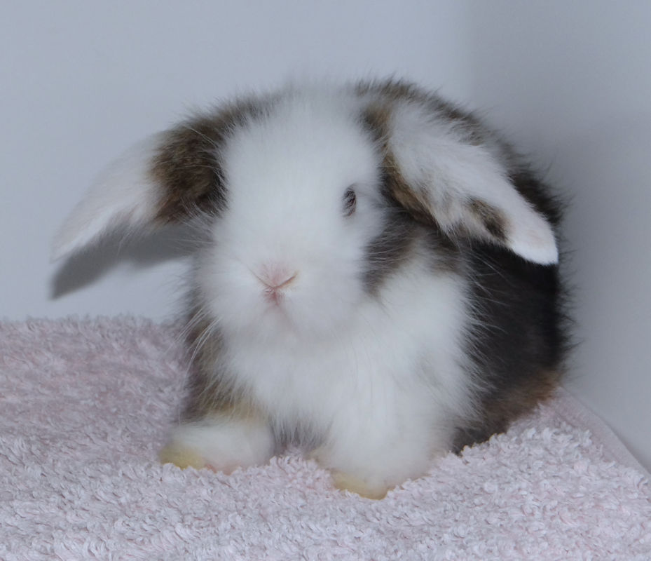 male holl garenne 24 07 15 b